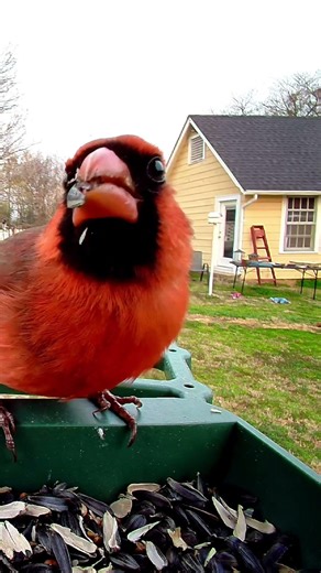 Male Northern Cardinal Enjoying Sunflower Seeds on the Bird Garden Feeder