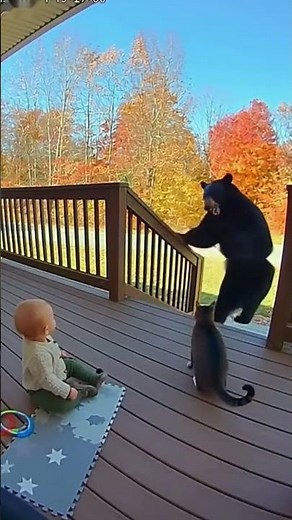 Brave Cat Saves Baby from Bear! 🐻🐱 Doorbell Camera Catches It All!