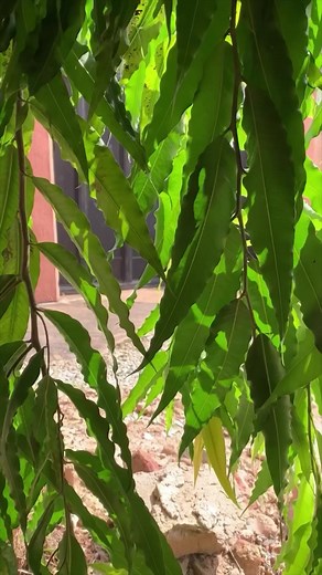 17K views · 439 reactions | Cucumber prank watch the full video on my page | Dabkid Dml Comedy | Facebook