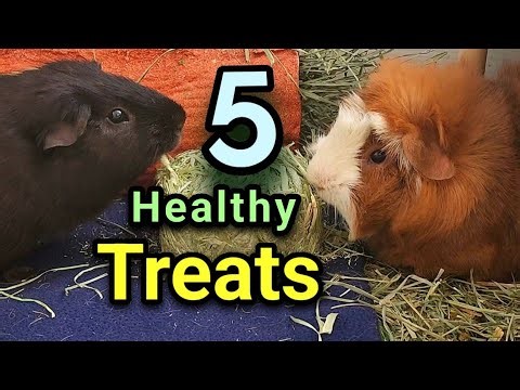 5 Healthy Treats For Guinea Pigs