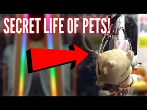 The Secret Life of Pets CLAW MACHINE WINS! | Arcade Game Wins