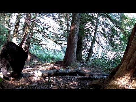 Blaze Trail Camera - I am not sure what bear this is.