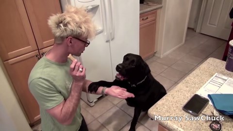 How Dogs React To Magic!