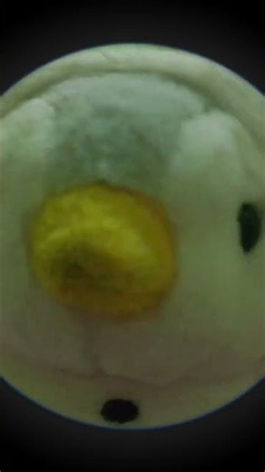 Chamoy (＾ｖ＾) #chamonixmontblanc #alvinblox #pinguin#fypシ゚viral