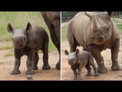 Watch Newborn Black Rhino Adorably Follow Mom Around Zoo