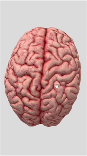 3D Animation Of Human Brain🤔 #science #brain #neuroscience #anatomy #biology #3danimation #shorts
