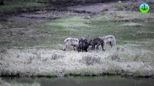 4.2K views · 56 reactions | Join us and support reintroducing wolves...