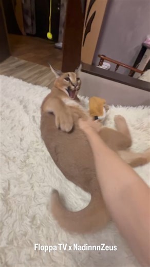 Floppa TV | Zeus is interested in a new toy~🥰 #bigfloppa #floppa #caracal #каракал #catlover | Instagram