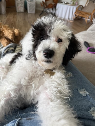 Golden Doodle Owners | Does anyone keep a clean face on their golden doodle | Facebook