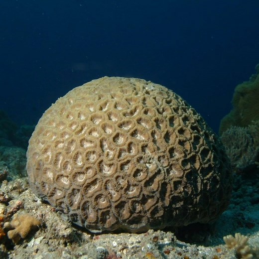 Brain coral are part of the phylum Cnidaria, in a class called Anthozoa or "flower animals". During the day, brain coral use their tentacles for protection by wrapping them over the grooves on their surface. At night, they extend their tentacles to catch food. #TimelapseTuesday ⏳ | Science Channel