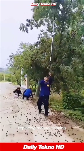 This Tree Shaker Makes Harvesting SO EASY 😮 Look at Them All Fall #TreeShaker
