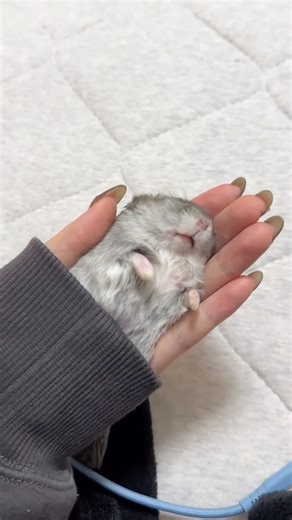 ハムチ(Hamchi) on Instagram: "#hamster"