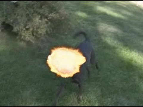 Dog's Head Explodes!