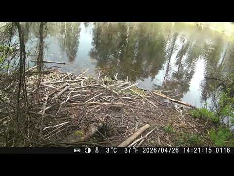 Audinė ant bebro užtvankos – kaip ant podiumo!