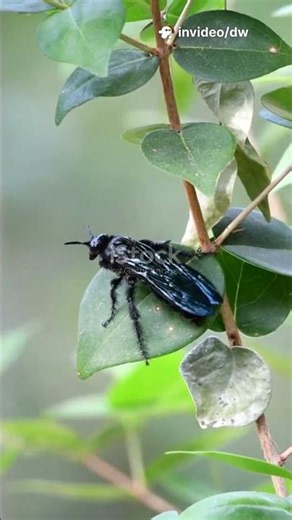 The Terrifying Sting of the Tarantula Hawk
