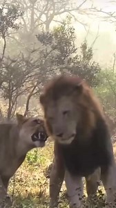 The Iions pride #lions #Lionesses #lioness #wildlife #wildanimals #wildlifephotography #animals #nature | Wild Wonders