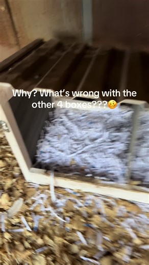 The Unique Life of Backyard Chickens Explained
