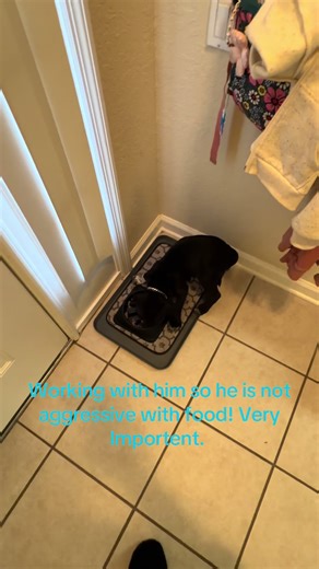 Effective Puppy Training for Aggressive Cane Corsos