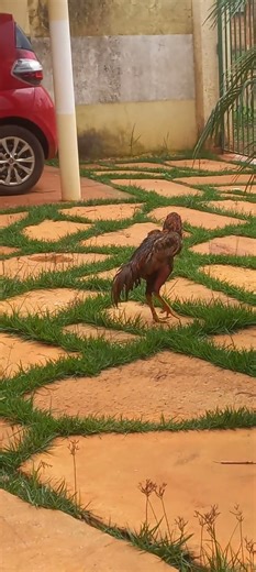 ouça o canto legítimo do galo indio!!