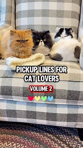 The wait is finally over! Volume 2 of cat-lover pickup lines is here! Need more? Go check out Volume 1 from last week for more cheesy goodness! 😹❤️ . . #valentine #catlovers #funnycats #pickuplines #loveisintheair | Walter Bishop the Cat