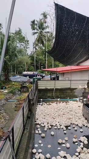 Collecting White Marine Shells in Rainy Rural Setting