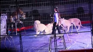 PETA TV Spot, 'Circus Animals'