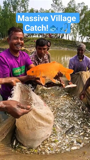 গ্রামের ঐতিহ্যবাহী মাছ ধরার কৌশল — জালে উঠল ঝাঁকঝাঁক দেশি মাছ! 😱🐟 | Azmir Insight 🐟🎣