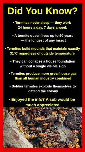 Shocking Facts About Termites That Will Blow Your Mind 🪲😱