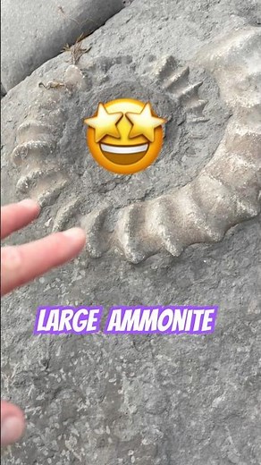 Spot The Big Fossil At Lyme Regis ‼️#beachfinds#fossilhunter#jurassiccoast