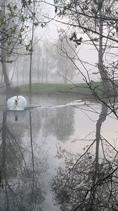 Swans are among the largest flying birds, with some species, such as the mute swan, reaching wingspans of up to 2.4 meters (8 feet) and weighing as much as 15 kilograms (33 pounds). These iconic waterfowl are vital to freshwater ecosystems, contributing to nutrient cycling and serving as bioindicators of water quality. Their presence is a testament to the health of wetland habitats, which support biodiversity and act as natural carbon sinks. Forevergreen is committed to safeguarding ecosystems w