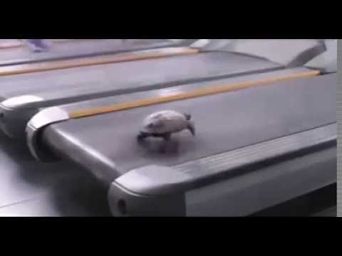 unbelievable | Running Tortoise on Treadmill | tortoise became horse
