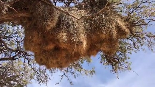 Sociable Weaver Birds and Their Nest - Story at Every Corner