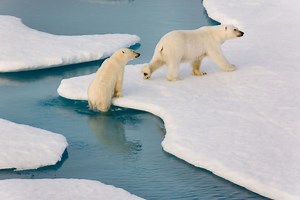 Inbreeding occurring in polar bears as their habitat melts away - The Weather Network