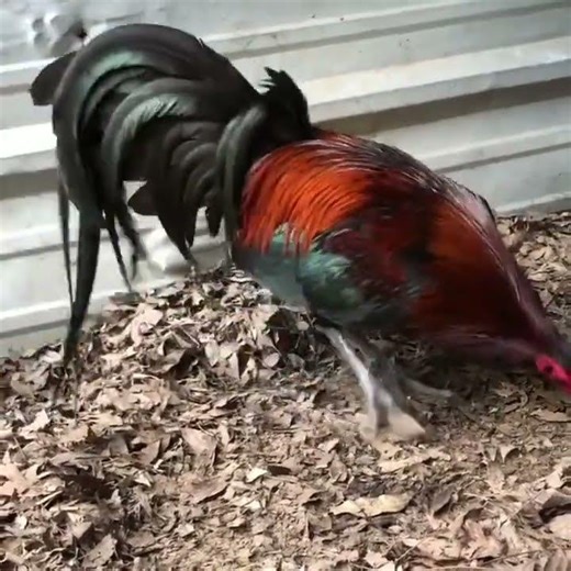 The best blood line. when the blood line gives you a lot of winners 🏆❤️ From: Farm Story.