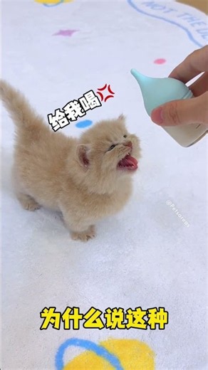 Cuteness overload with these kittens 🧸💕 #cats #cute #shortsfeed