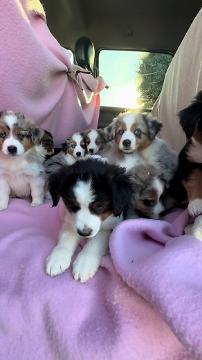 Mini Aussie Shepherd Puppies Health Exam Highlights