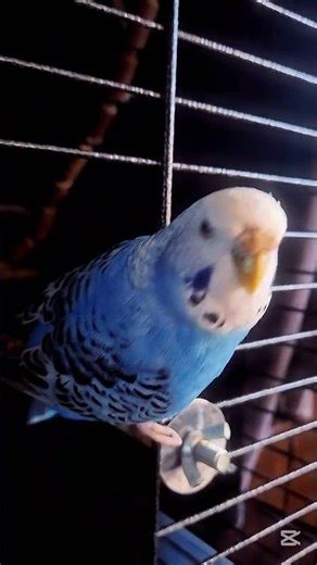 Parakeet behaviour report in description #birds #edit #pets #parrot #biology