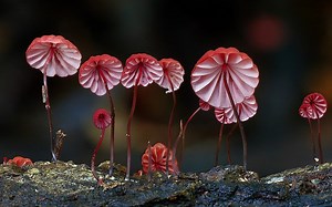 Photographer Captures the Beauty and Diversity of Australian Fungi