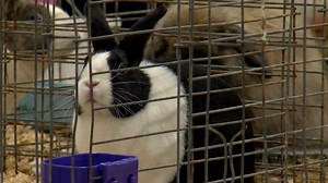 American Rabbit Breeders Association hosts 2023 convention at Kentucky Expo Center