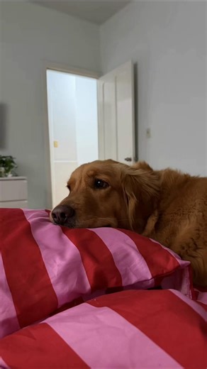 ¿Pueden los Golden Retriever ser enfermeros?