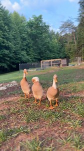 25K views · 154 reactions | This is exactly how I picture our runner ducks narrating their chaotic, rent free life they have here on our little farm. 閭閭閭#runnerducks #smallfarm #hobbyfarm #tinyhousemovement #forestliving #raisingducks | The Little Cabin That Could | Facebook