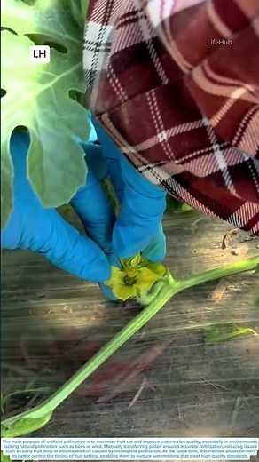 Artificial Pollination Process for Watermelon in Greenhouse Cultivation