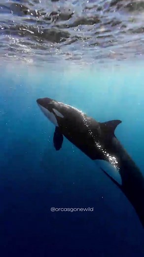 Incredible Killer Whale Vocalizations Captured!