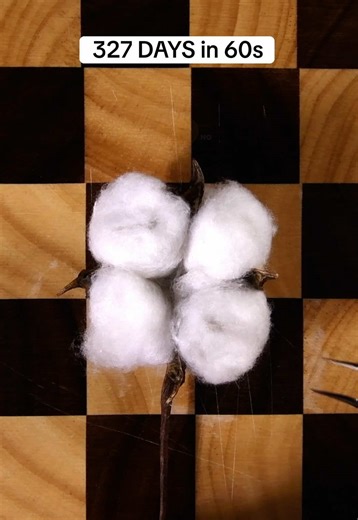 Growing Cotton from Seed to Harvest: A Timelapse Journey