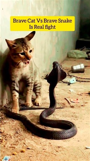 Brave Cat vs snake Real Fight ll😫#shorts #snake #cat#short #animals #wildlife