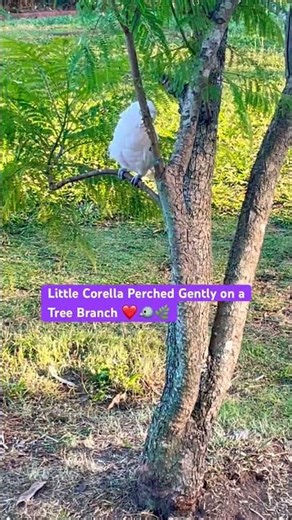 Little Corella Perched Gently on a Tree Branch 🐦🌿 #shorts #corella #corellaparrot #australianbirds
