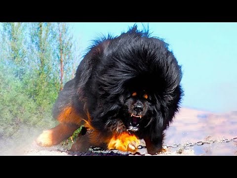 When Powerful Dog Breeds Proved Their Dominance