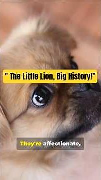 Tibetan Spaniel | The 2,000 Year Old Little Lion! #dogbreed #bassethounddog
