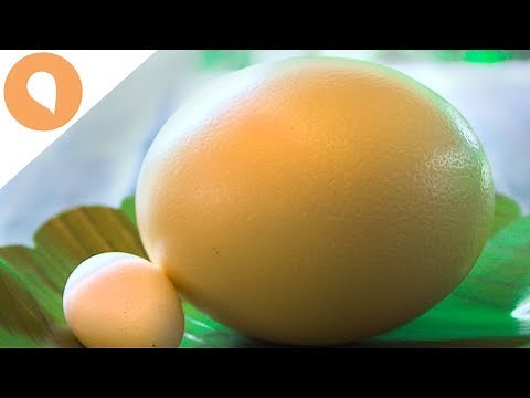 HOW TASTY IS CROCODILE EGG?