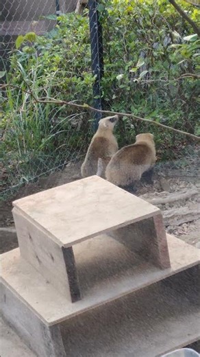 沖冬🍠①ニホンアナグマ・日本穴熊・ジャジャくん・レイちゃん・赤ちゃん２頭・沖縄こどもの国・・・Japanese_badger・Okinawa Zoo & Museum(20251130)